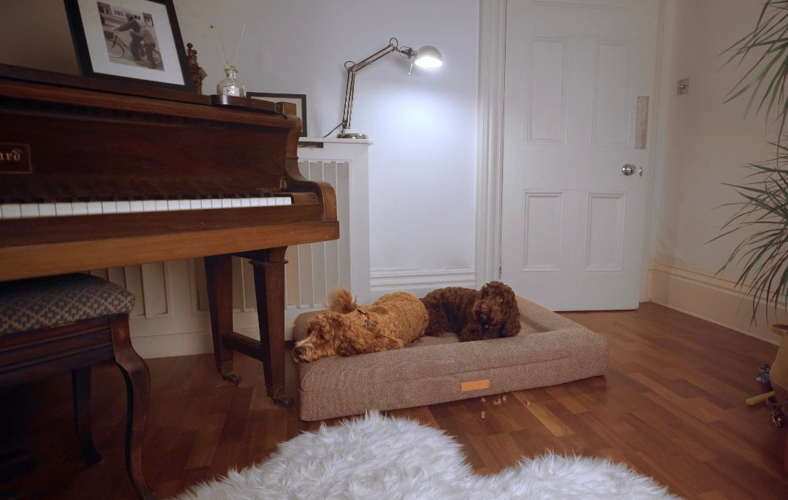 When to introduce a dog bed to a puppy